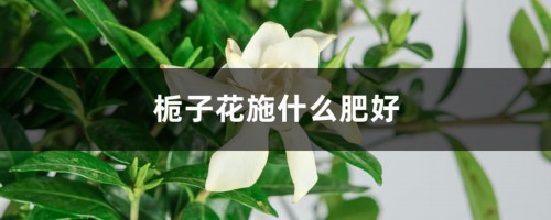 栀子花施什么肥好