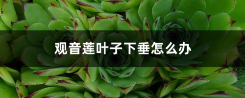 观音莲叶子下垂怎么办