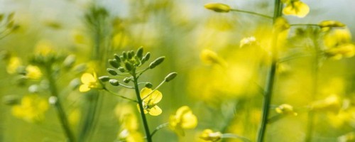 油菜花叶子功效与作用，油菜花有什么特点