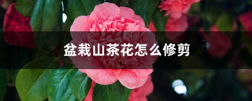 盆栽山茶花怎么修剪，什么时候修剪