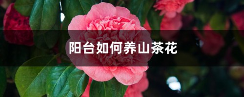 阳台如何养山茶花，需要注意什么