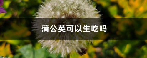 蒲公英可以生吃吗