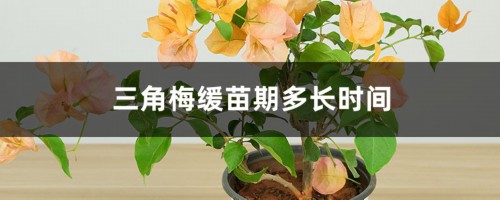 三角梅缓苗期多长时间