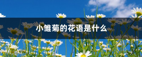 小雏菊的花语是什么，小雏菊图片