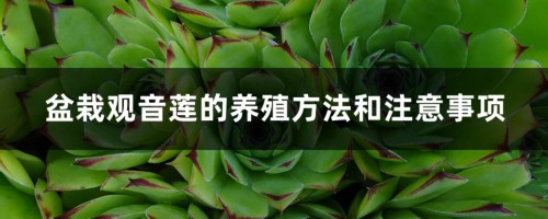 盆栽观音莲的养殖方法和注意事项