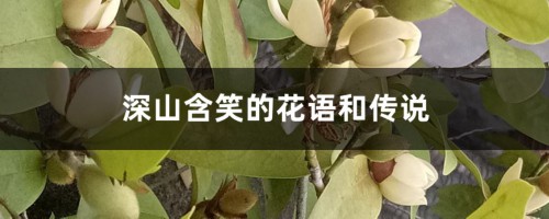 深山含笑的花语和传说