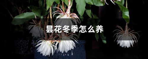 昙花冬季怎么养