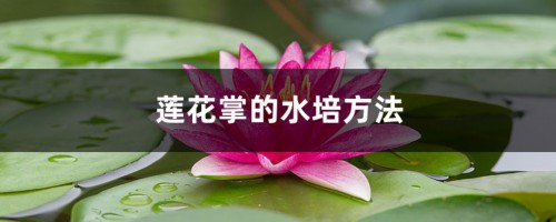 莲花掌的水培方法