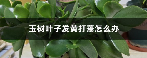 玉树叶子发黄打蔫怎么办