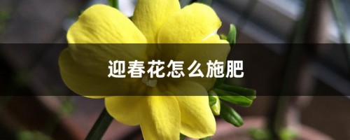 迎春花怎么施肥