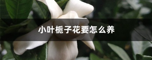 小叶栀子花要怎么养