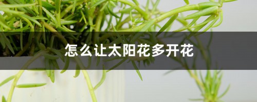 怎么让太阳花多开花，花朵小怎么回事