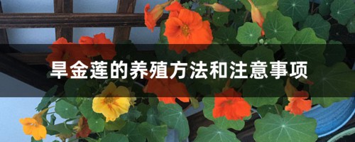 旱金莲的养殖方法和注意事项