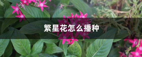 繁星花怎么播种