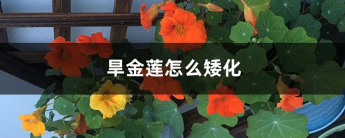 旱金莲怎么矮化