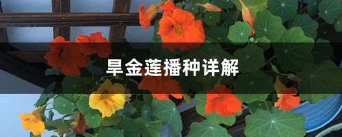 旱金莲播种详解