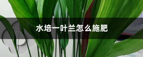 水培一叶兰怎么施肥