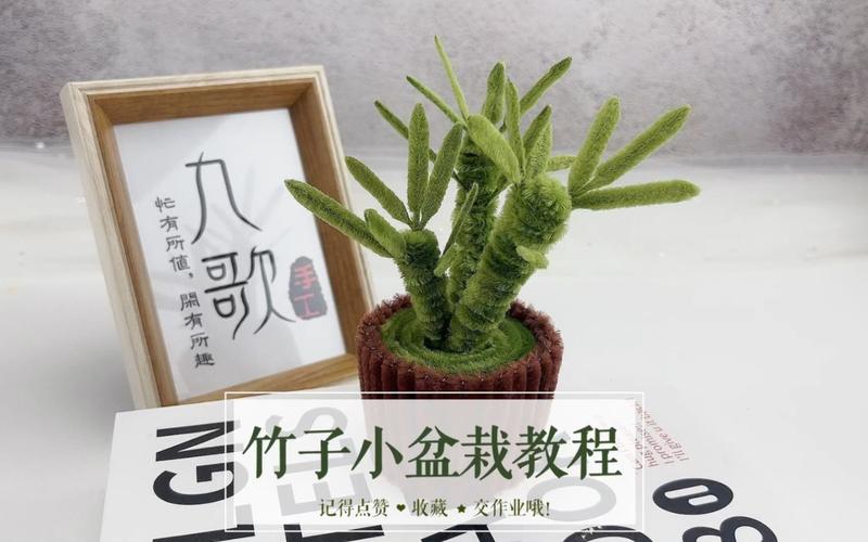 盆栽木槿